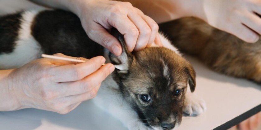 treat dog ear infection without a vet