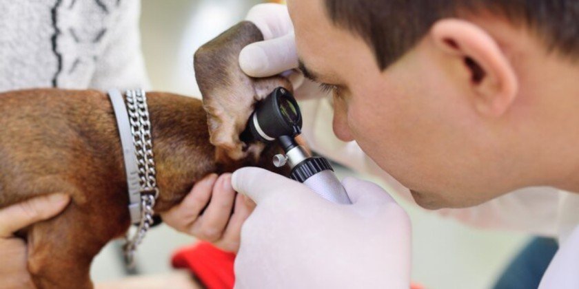 Treat dog ear infections without a vet