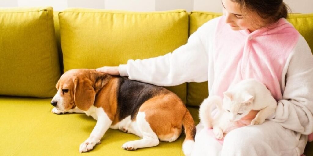 How To Comfort a Dog with a Fever?